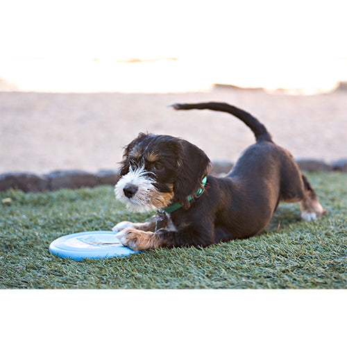 Kong Welpenflieger 24 cm Frisbee
