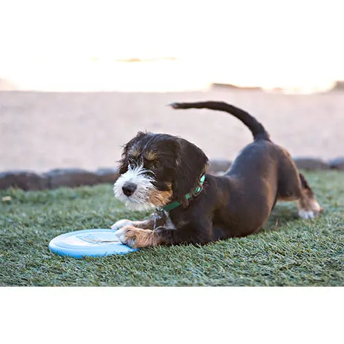 Kong puppy flyer 24 cm frisbee Classies