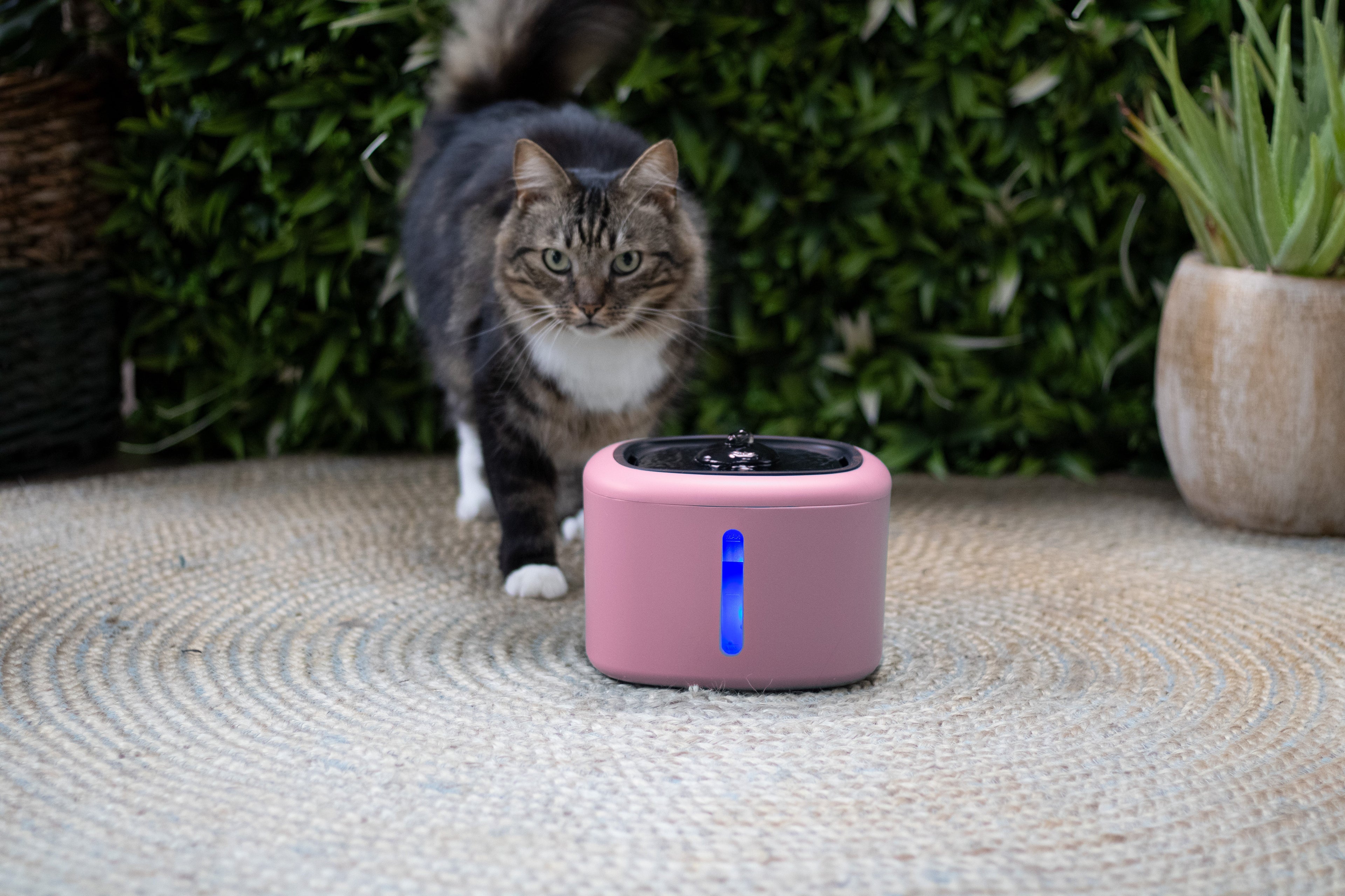 Boon drinkfontein aquabella voor kat of hond Classies
