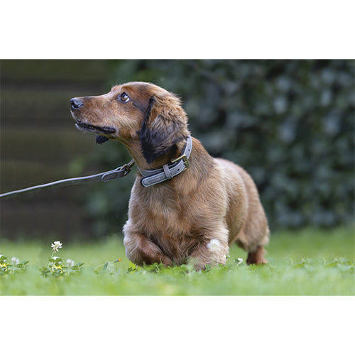 Beeztees Balacron Ax Kunstleren Hondenriem - Grijs - 100 cm x 15 mm Classies