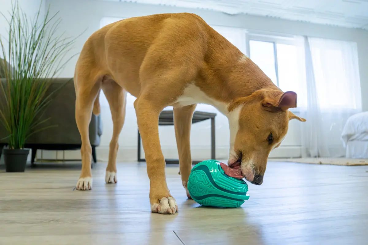 Kong hond licks rewards medium / large groen Classies