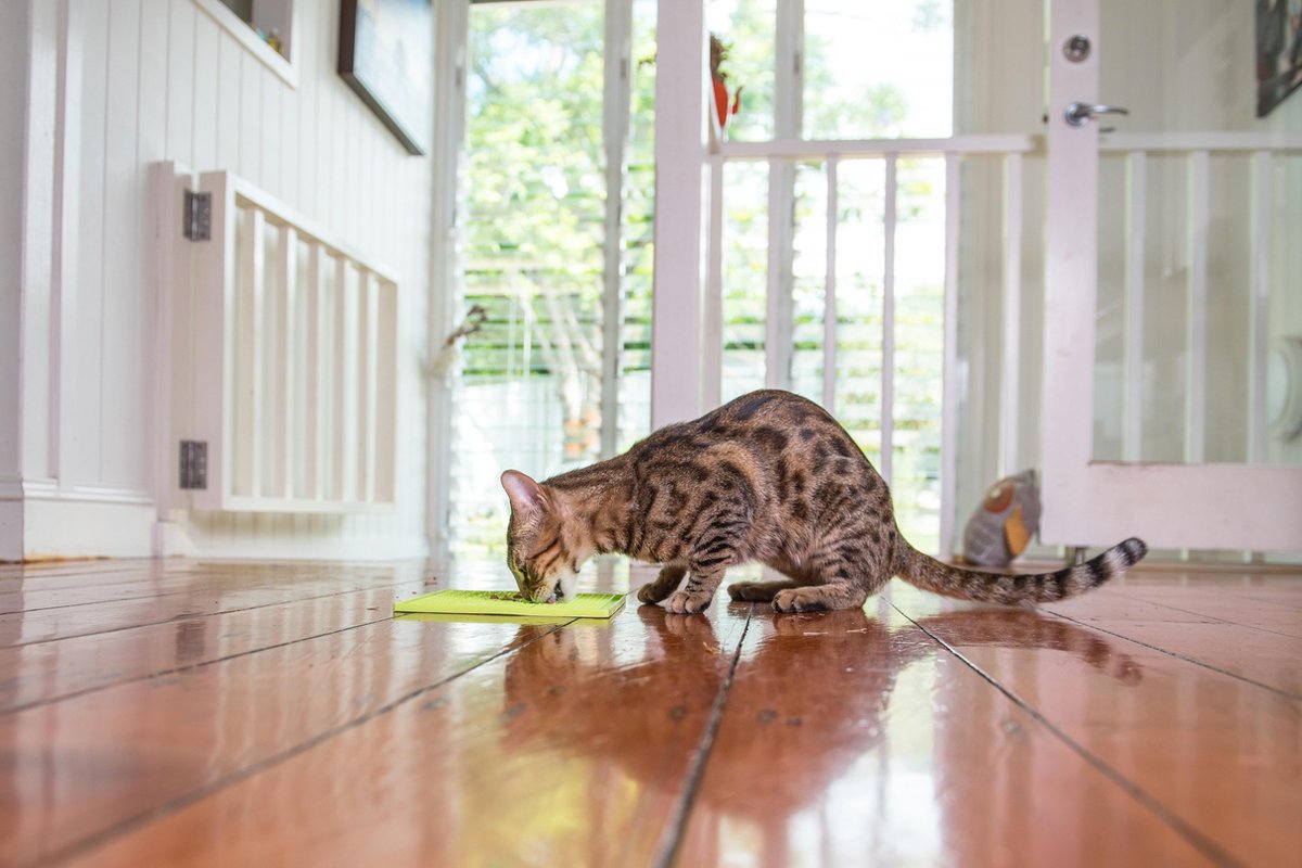 Lickimat Buddy - Futtermatte für Nassfutter und Trockenfutter - Slow Feeder