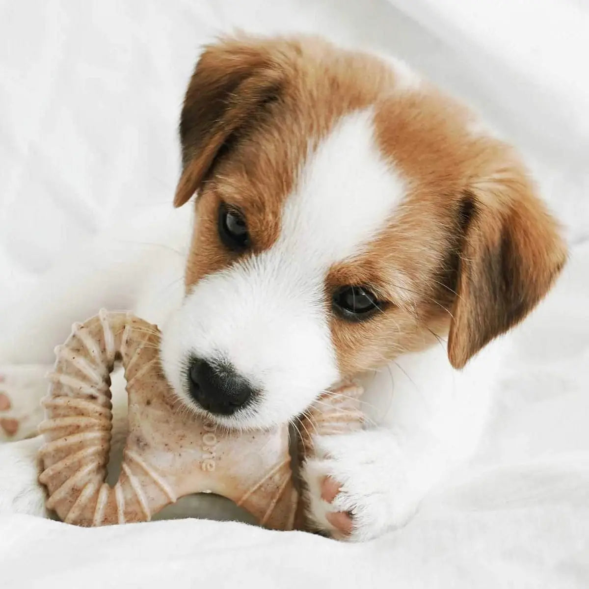 BENEBONE Puppy Pack (Dental Chew + Wishbone) Kauwspeelgoed - Nylon - XS - Set van 2 stuks Classies