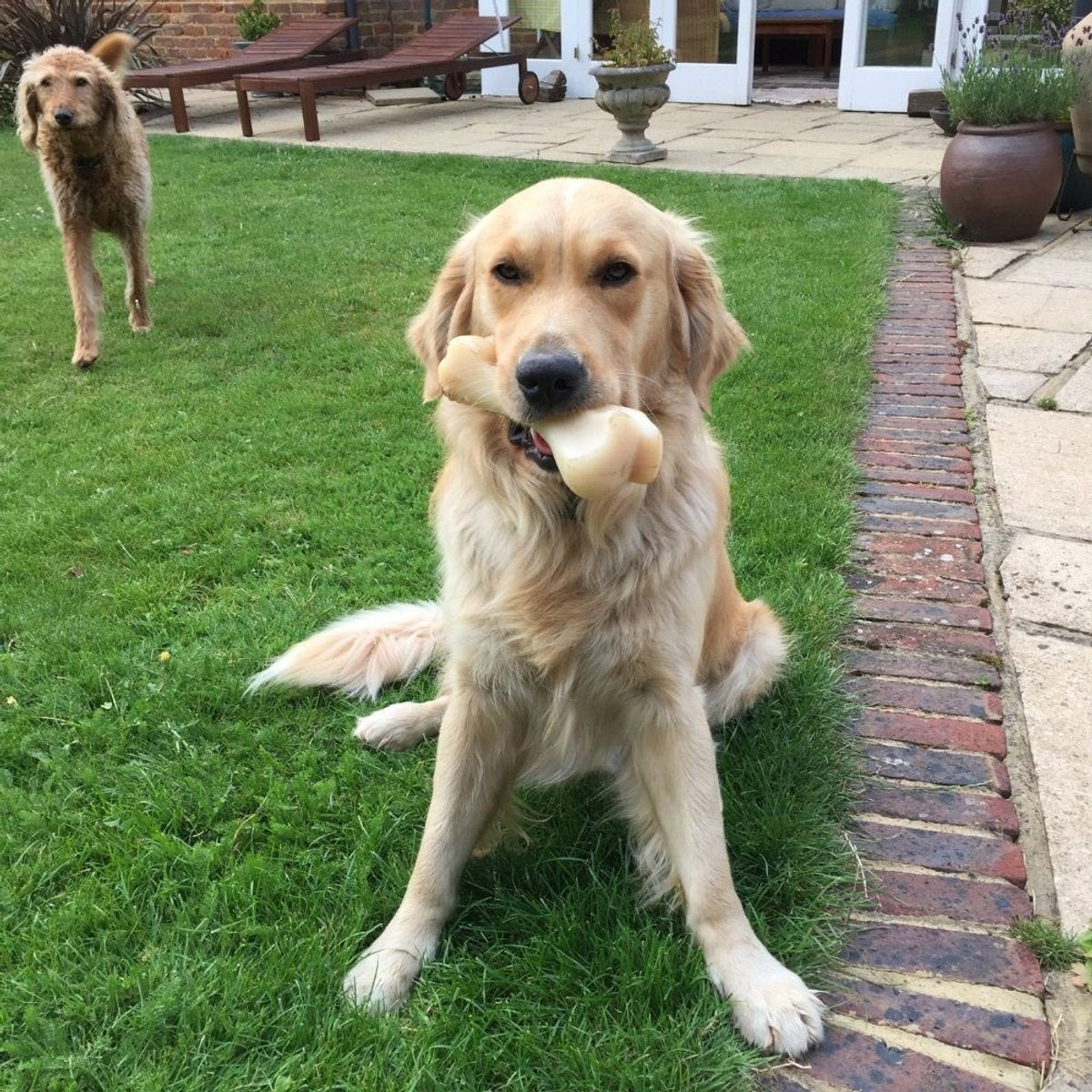 Nylabone Dura Chew Hard Biters Großer Rinderknochen