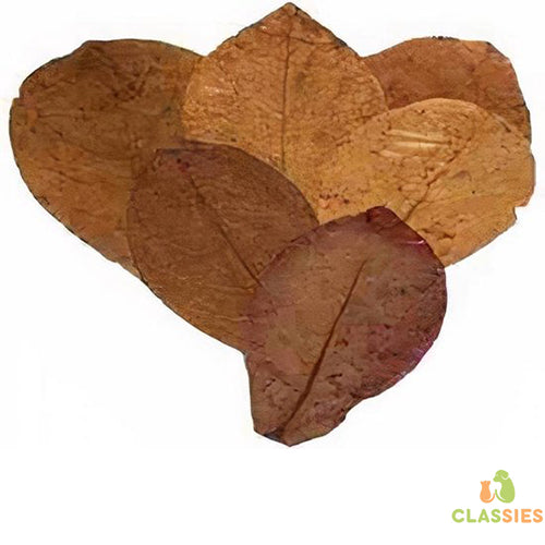 Catappa bladeren leaves M - XL Classies