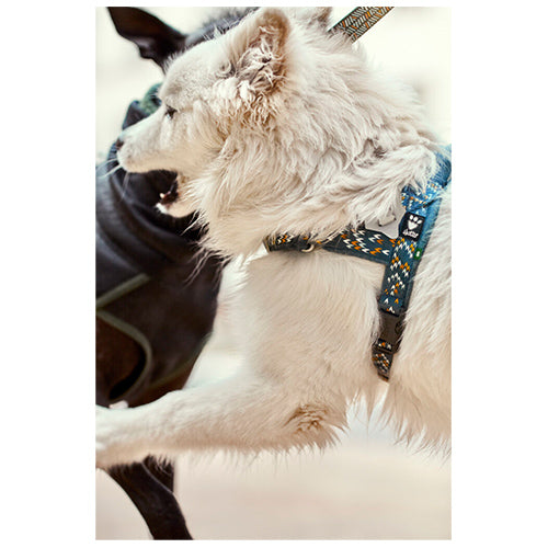 Hurtta Harness Razzle Dazzle H-Harness – Hundegeschirr in verschiedenen Farben