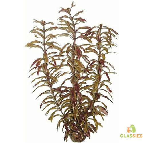 Superfish Kunstplant Easy Plants nr. 3 - Lengte: 30 cm Classies