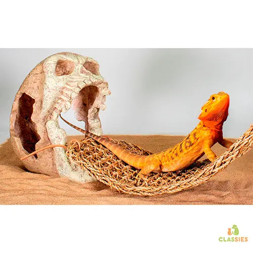 Hangmat met doodskop lizard lounger 30 x 29 x 22 cm Classies