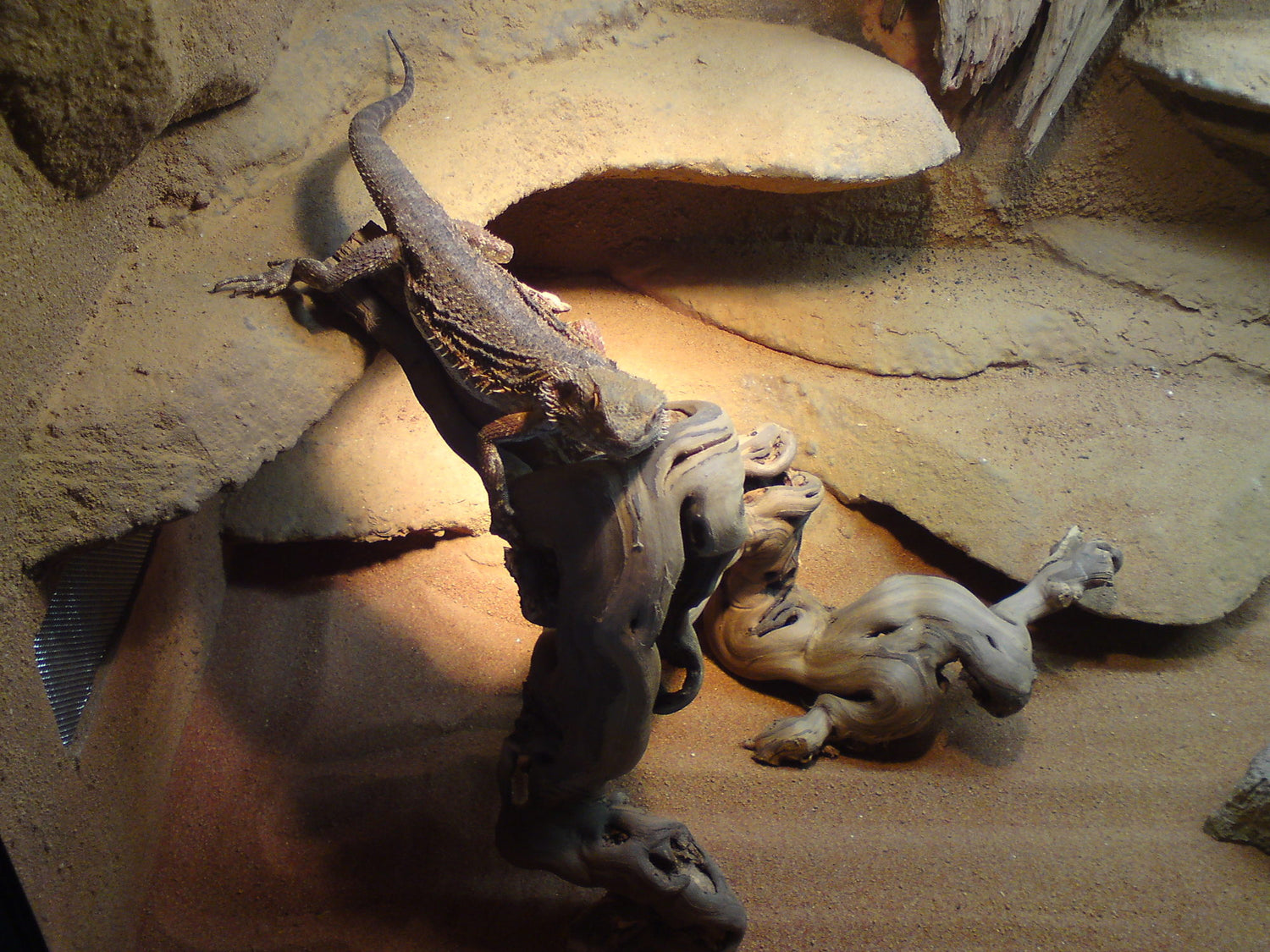 Pro Reptil Vines - 3 Größen