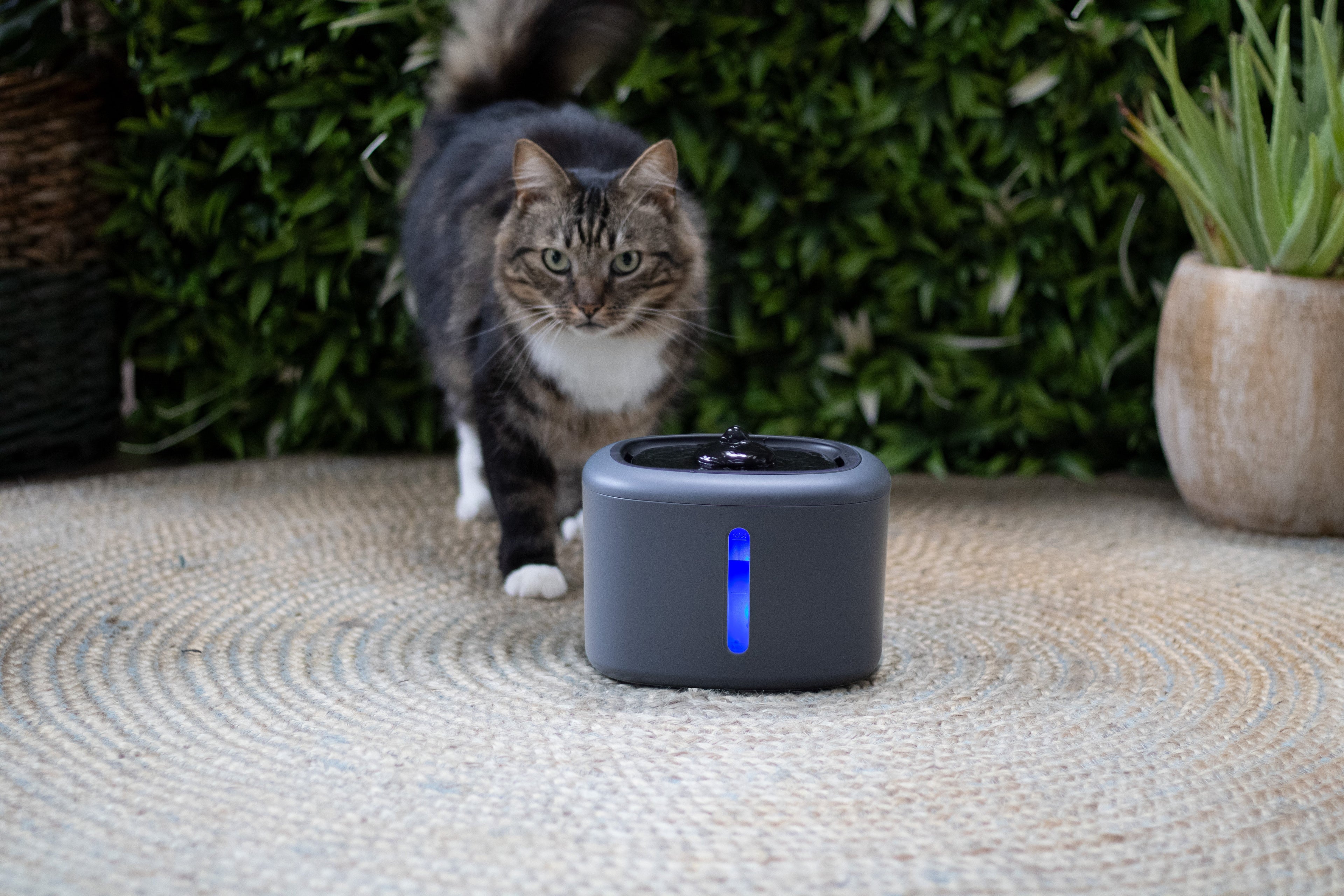 Boon drinkfontein aquabella voor kat of hond Classies