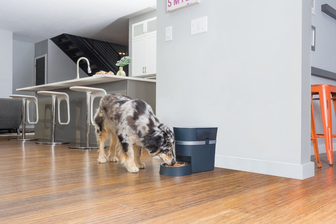 PetSafe® Smart Feed Automatic Pet Feeder - Met Wifi & APP bediening Classies