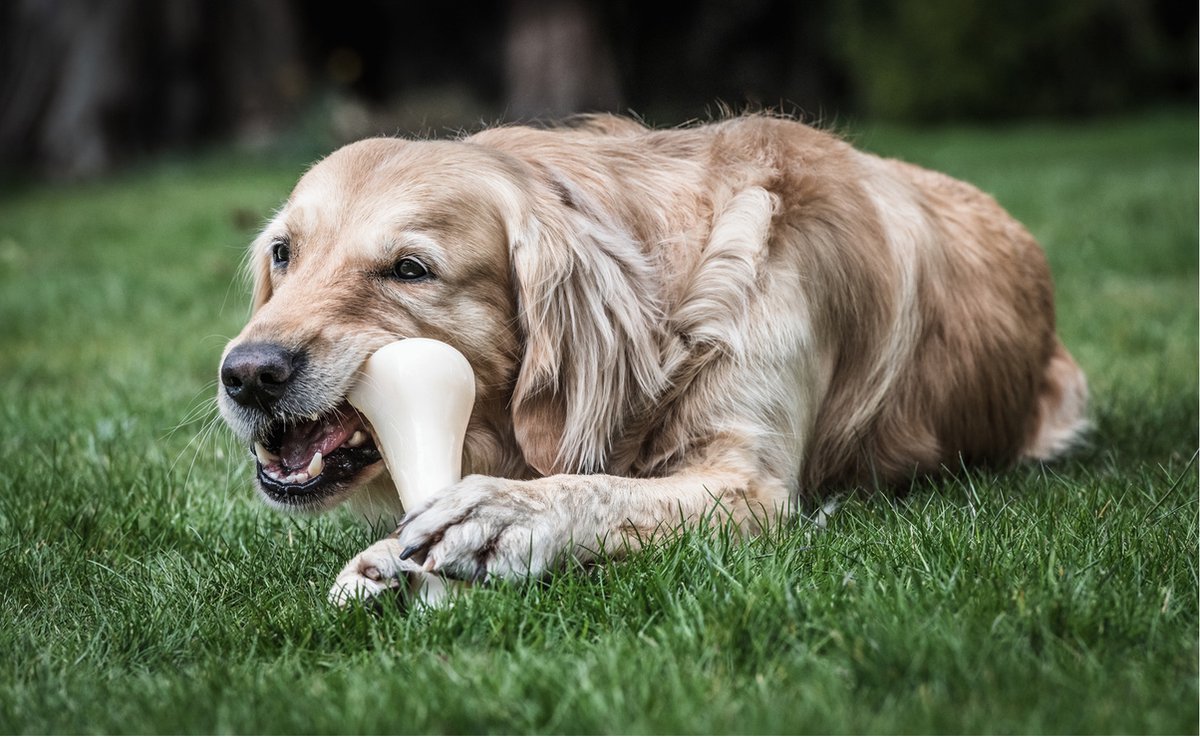 Nylabone Dura Chew Hartbeißer XXL Knochen mit Huhn