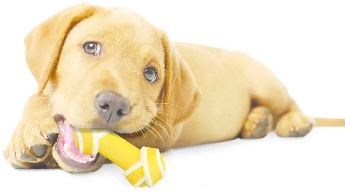 Nylabone Puppy kauwbot - Rundvleessmaak - tot 7 kg - XS Classies