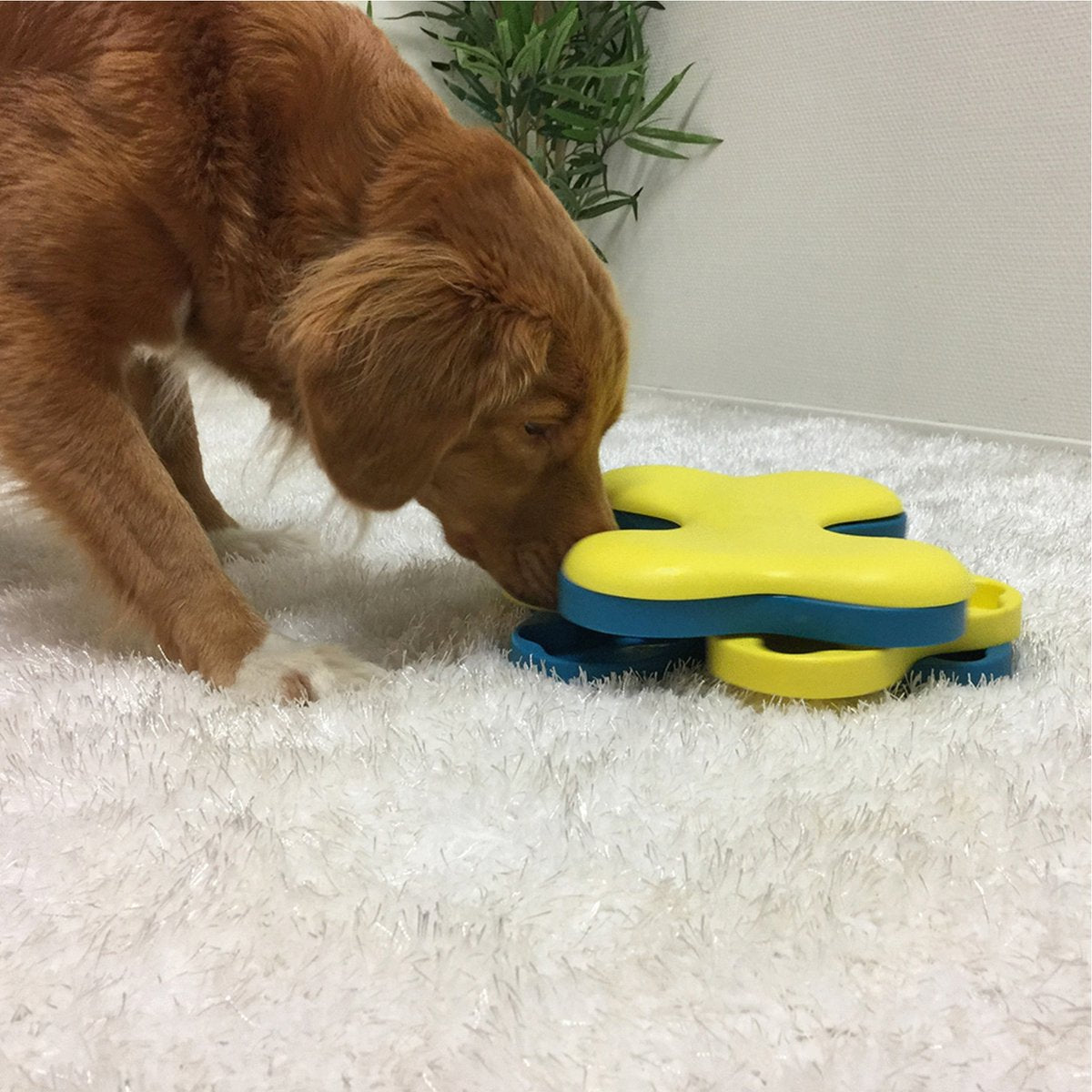 Dog Tornado Blu