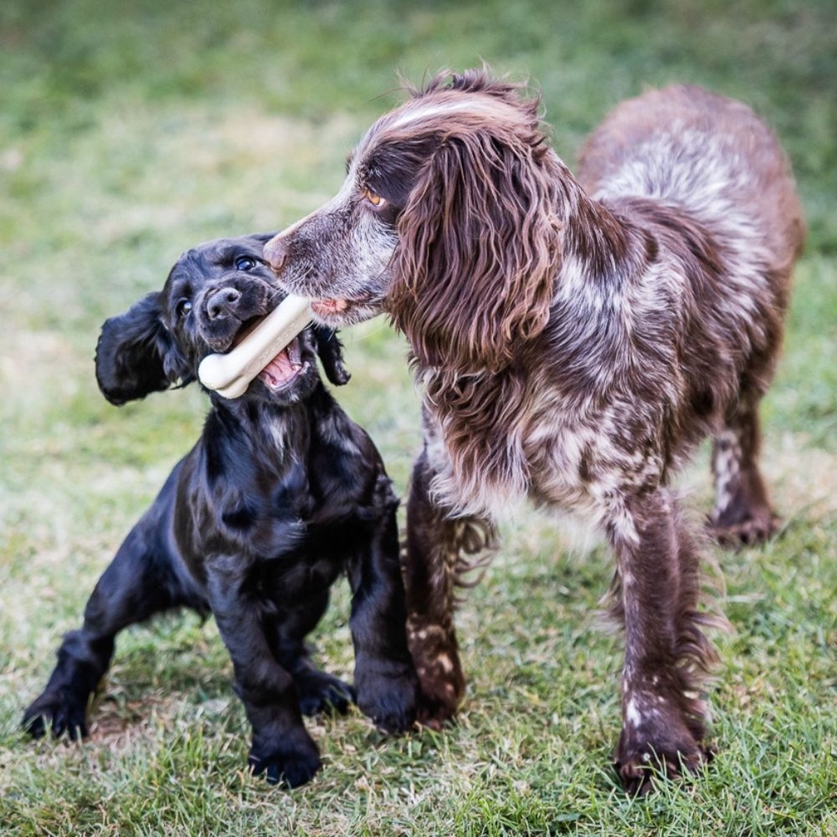 Nylabone Dura Chew Hartbeißer XXL Knochen mit Huhn