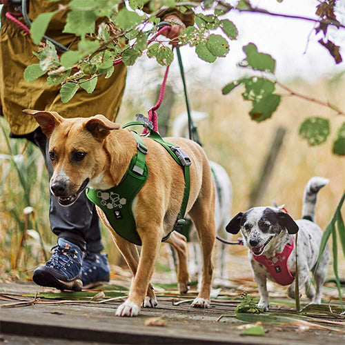 Hurtta Weekend Warrior Harnas ECO 2 - Kleur: Raven/ Zwart - Verkrijgbaar in 5 maten 2ee89c-2
