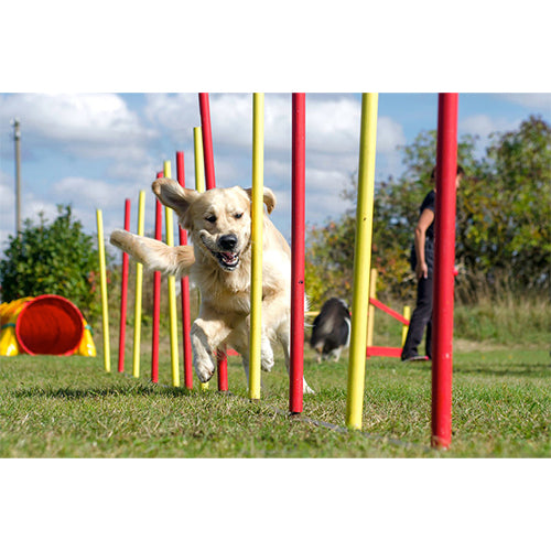 Agility-set 6x stok 1x springring en 1x agility-horde Classies