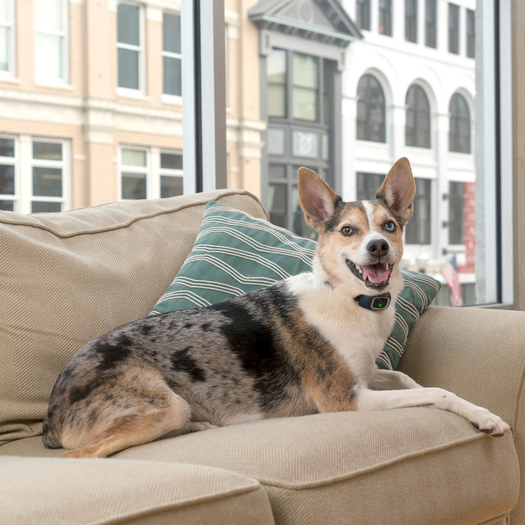 Petsafe Anti-Bell-Halsband Lite, wiederaufladbar, für empfindliche Hunde