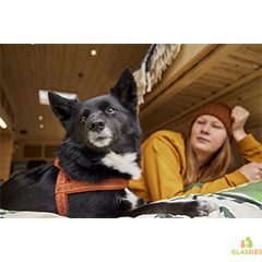 Harnais Hurtta pour chien Casual Eco - différentes couleurs et tailles