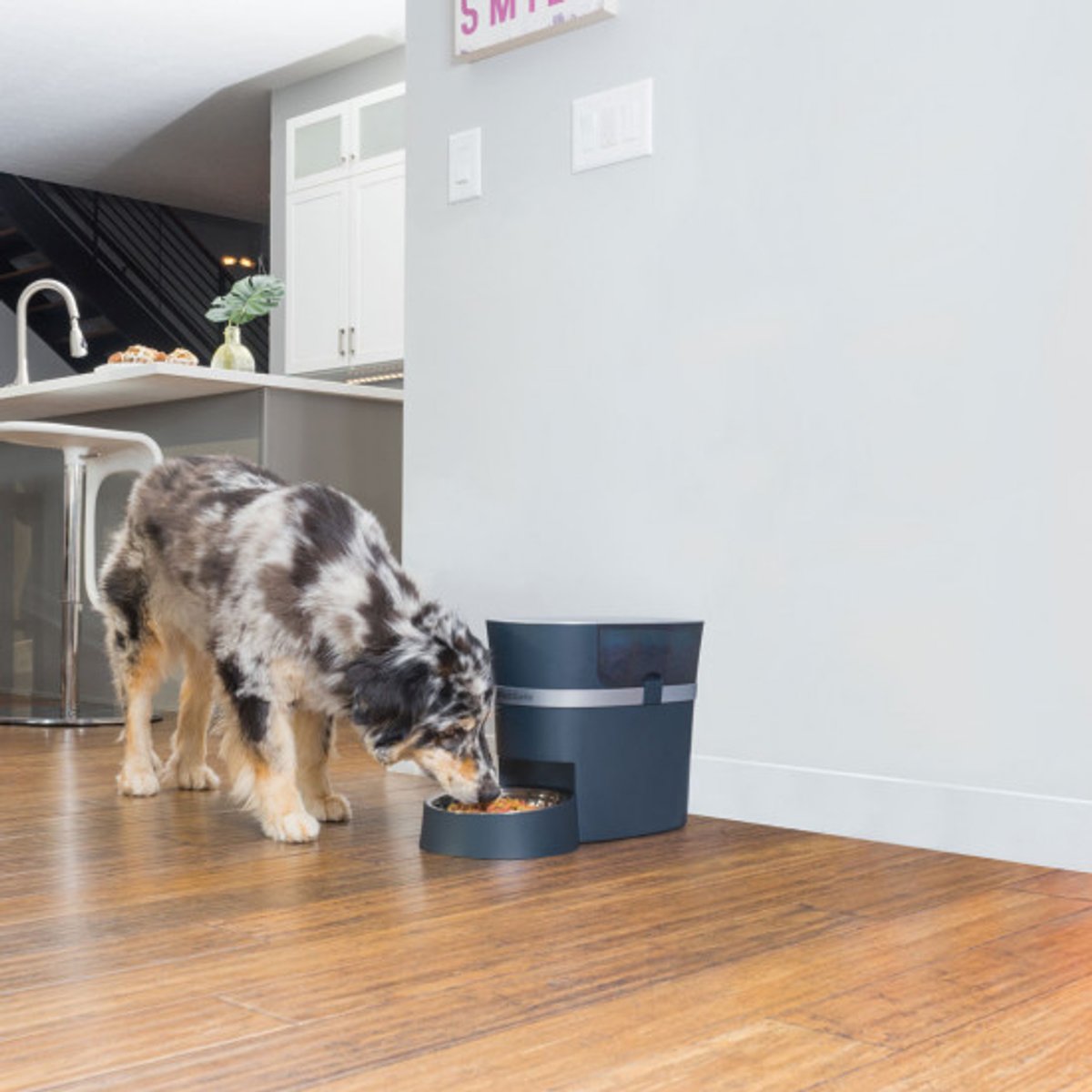 PetSafe® Smart Feed Automatischer Futterspender für Haustiere – Mit WLAN- und APP-Bedienung