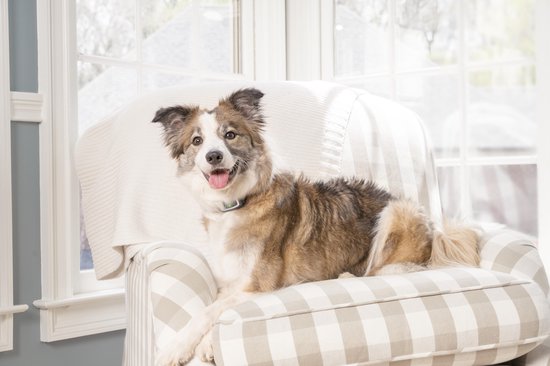 Anti blafband Petsafe met spray Classies