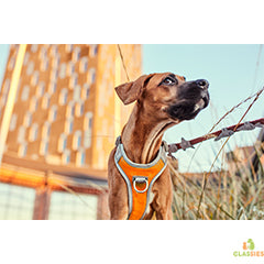 Harnais pour chien Hurtta - anti-traction - série Venture