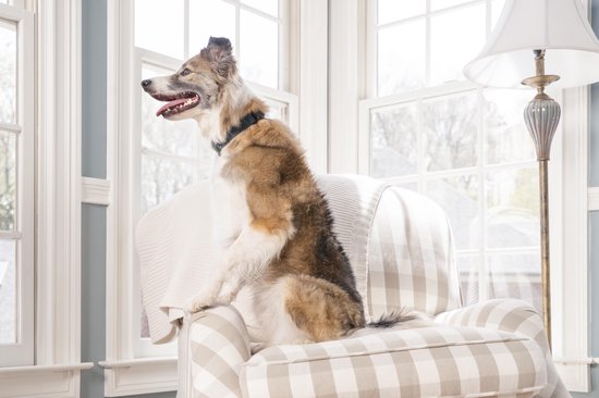 Anti blafband Petsafe met spray Classies