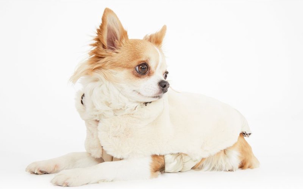 Croci Hundemantel, zweiseitig, Dallas weiß/tweed braun