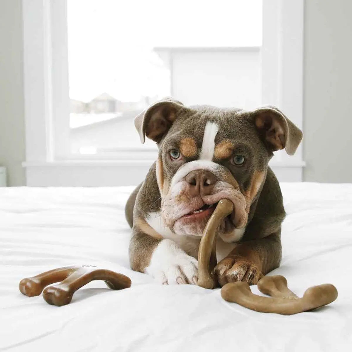 BENEBONE Puppy Pack (Dental Chew + Wishbone) Kauwspeelgoed - Nylon - XS - Set van 2 stuks Classies
