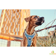 Harnais pour chien Hurtta - anti-traction - série Venture