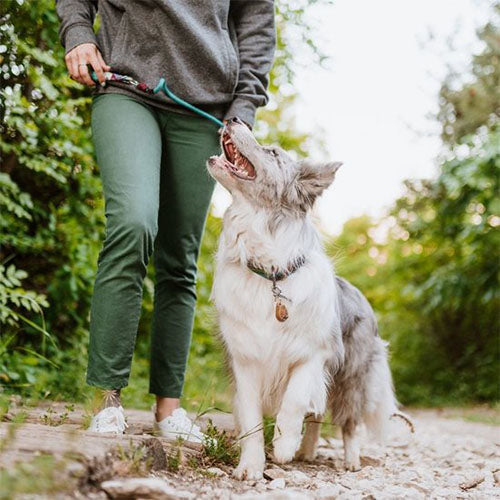Tickless Ultrasoon Afweermiddel tegen Teken en Vlooien bij Honden - Standaard Versie - Verkrijgbaar in verschillende varianten Classies