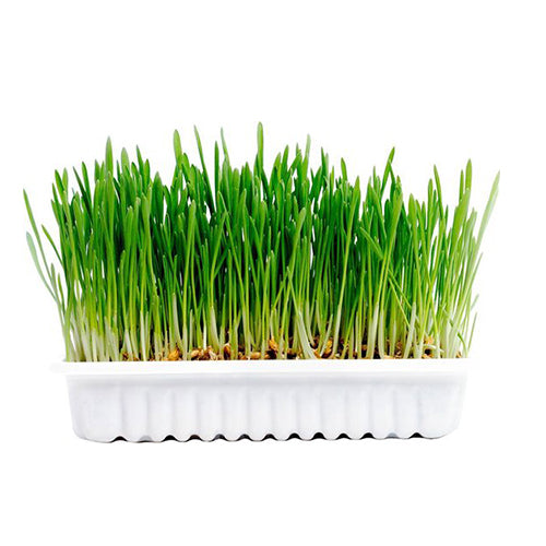 Karlie - Knaagdier Gras Vital - Biologisch - Kweekset Classies