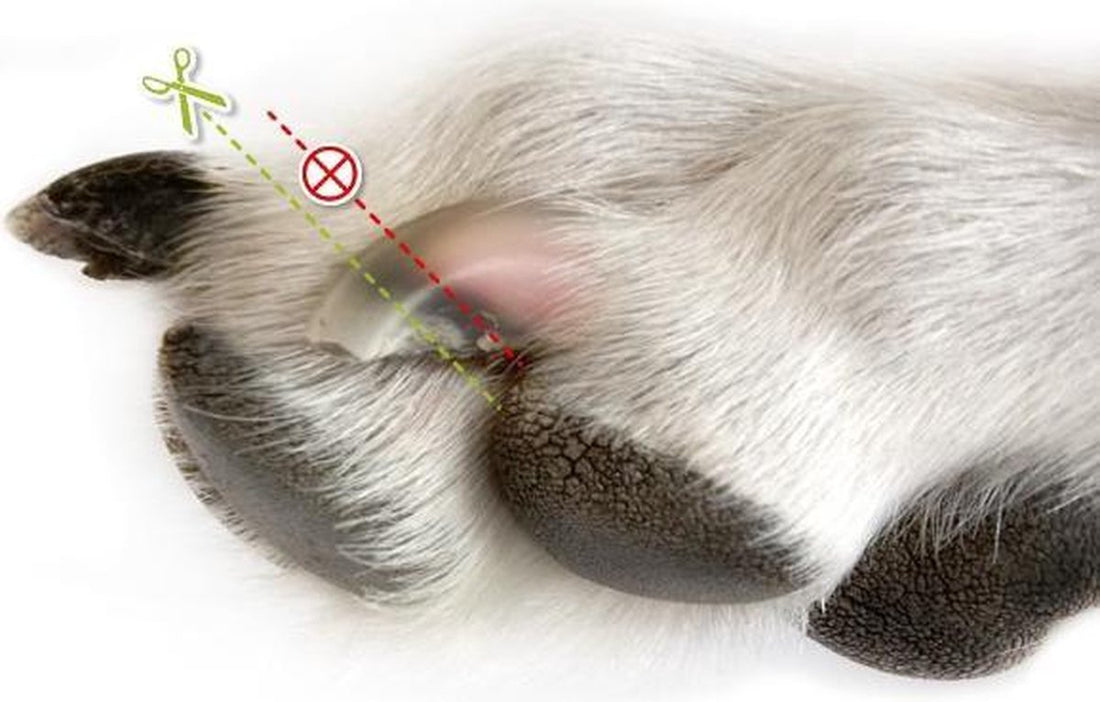 Trixie nagelschaar - 12 CM