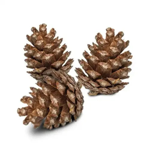 Back Zoo Nature Forest Pine Cones - Dennenappels - 6 stuks Classies