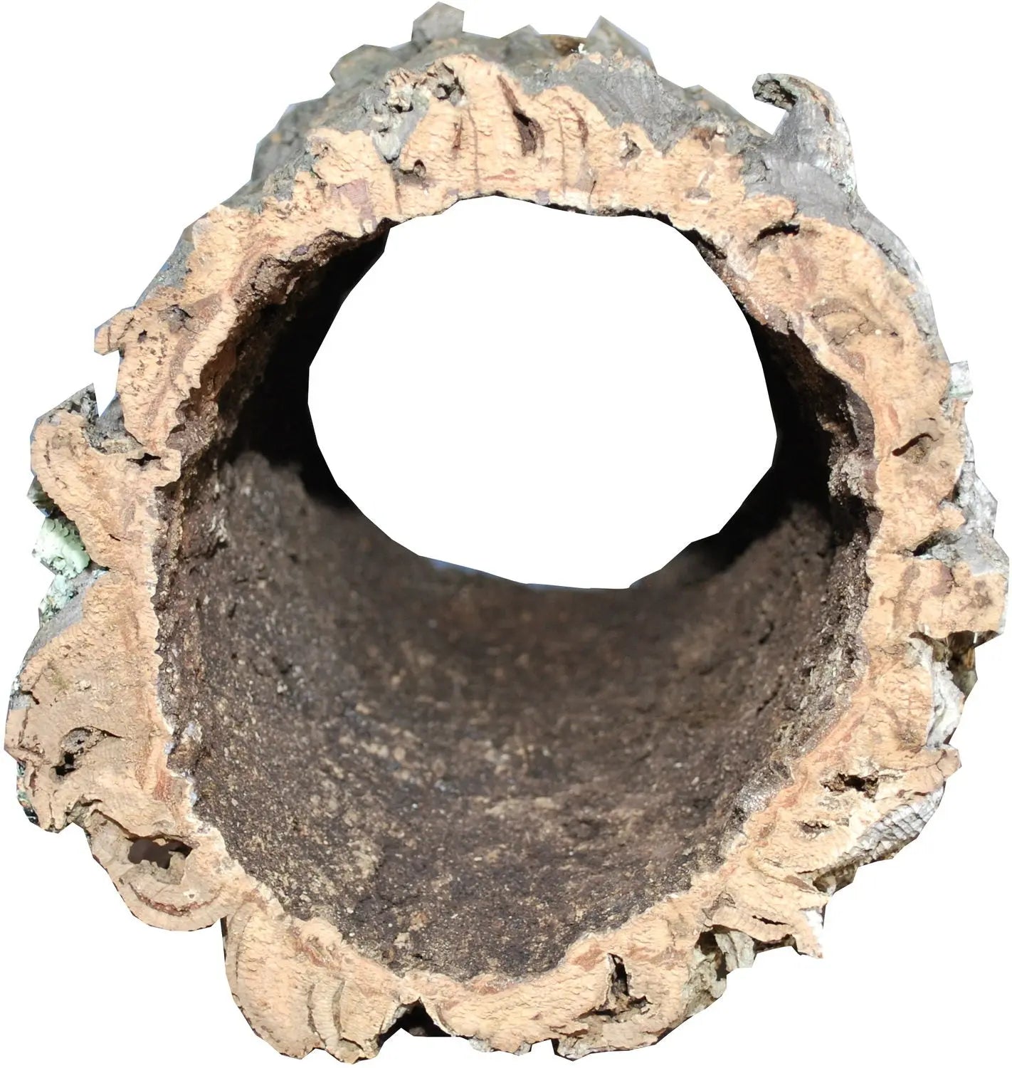 Pro Reptil kurk tube vorm in 3 maten Classies