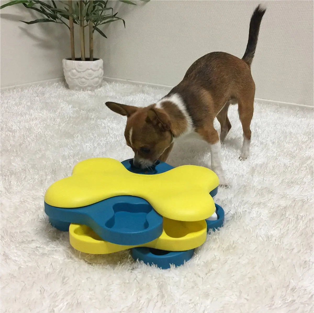 Dog Tornado Blu Classies