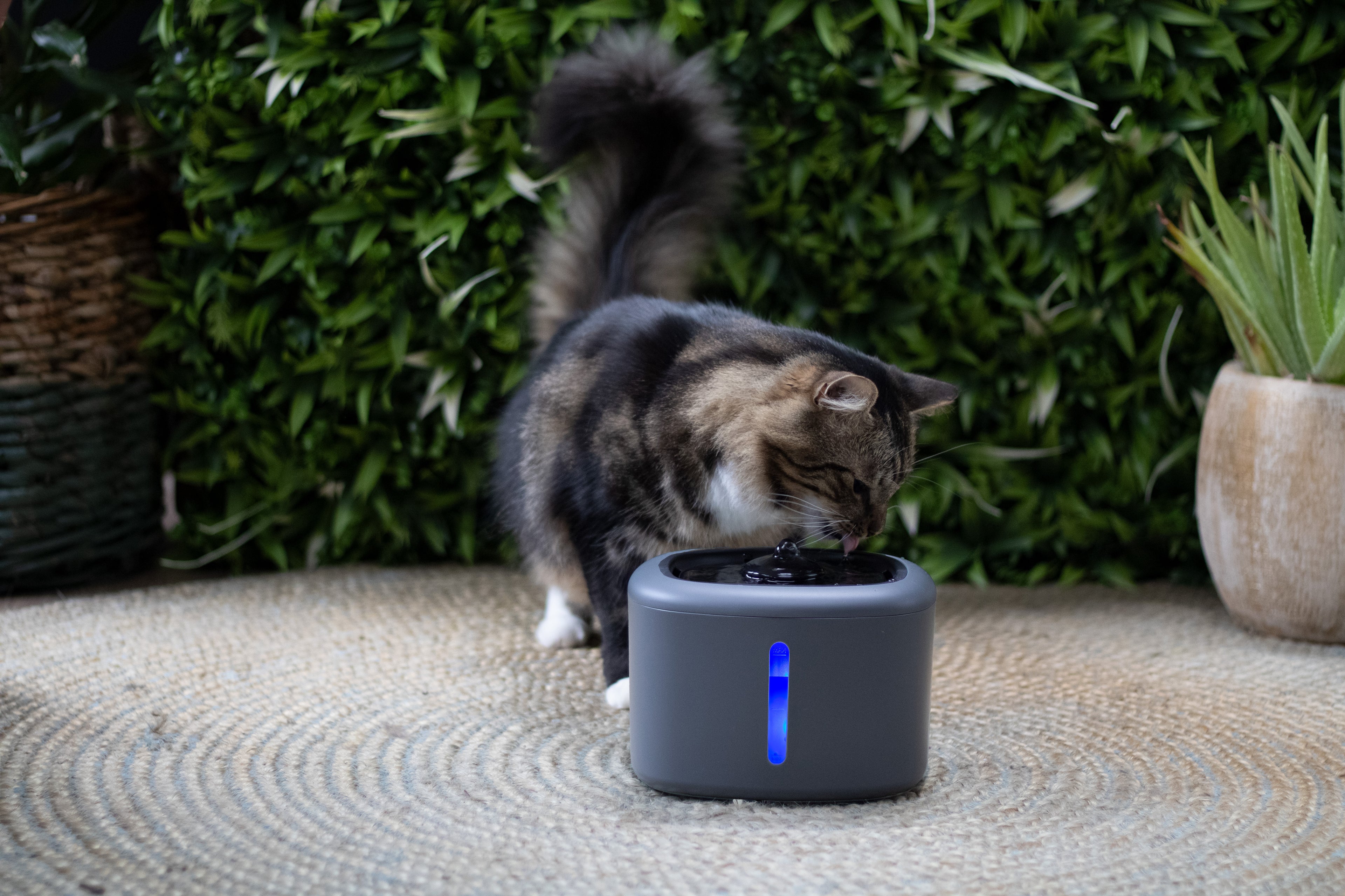 Boon drinkfontein aquabella voor kat of hond Classies
