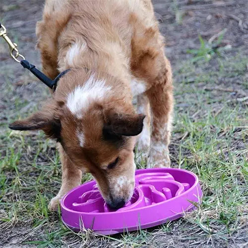 Outward Hound Fun Feeder - Slow Feeder - Anti Schrok Voerbak - Paars - Mini - Ø20 cm Classies