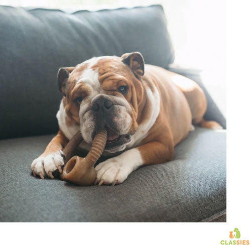 Benebone The Ring kauwspeelgoed Spek - Bacon in S - M - L