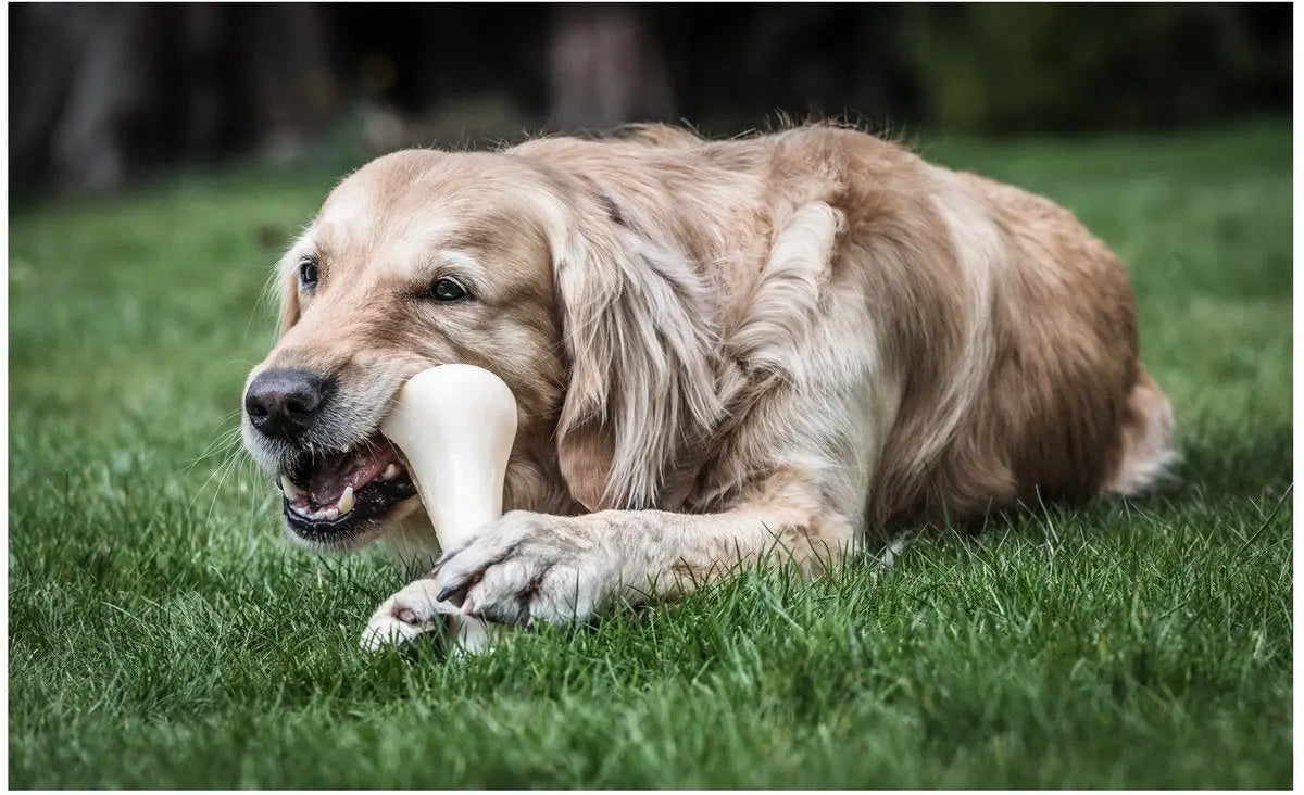 Nylabone dura chew harde bijters Big Beef bone Classies