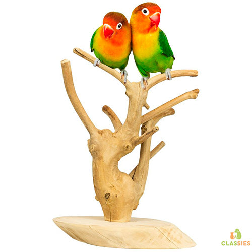 Back Zoo Nature Java speel stand