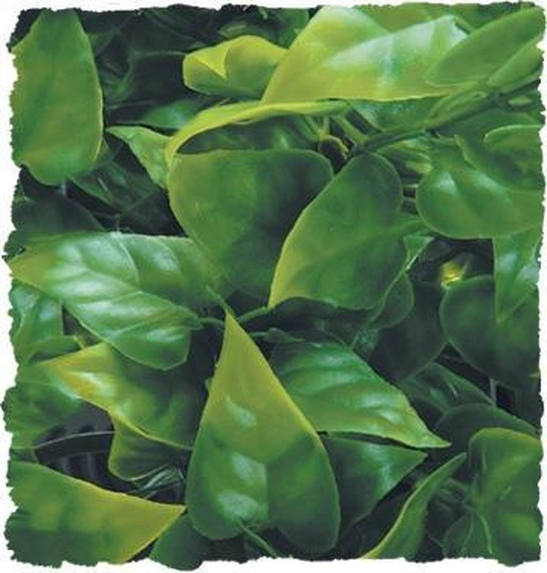 zoomed Naturalistic Flora - Mexican Phyllo - Large - terrariumplant 56 cm Classies