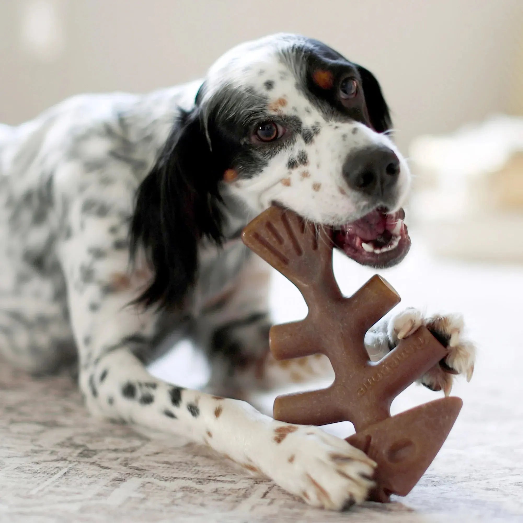 Benebone - fishbone - knaagspeelgoed kleine tot grote hond - 4 maten Classies
