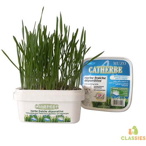 Catherbe kattengras 220 gram Classies