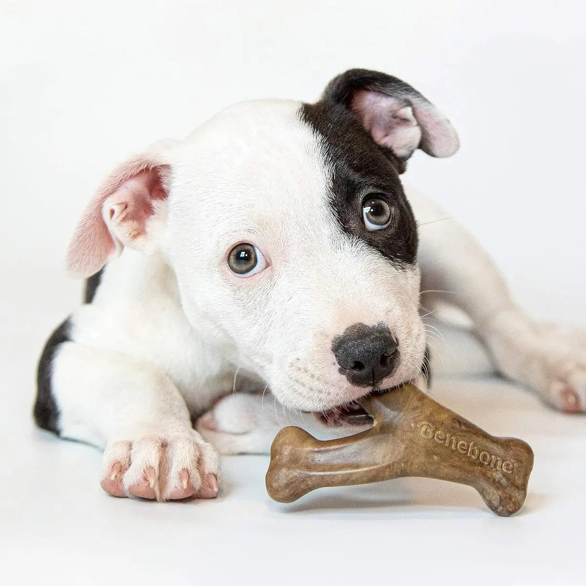 BENEBONE Puppy Pack (Dental Chew + Wishbone) Kauwspeelgoed - Nylon - XS - Set van 2 stuks Classies