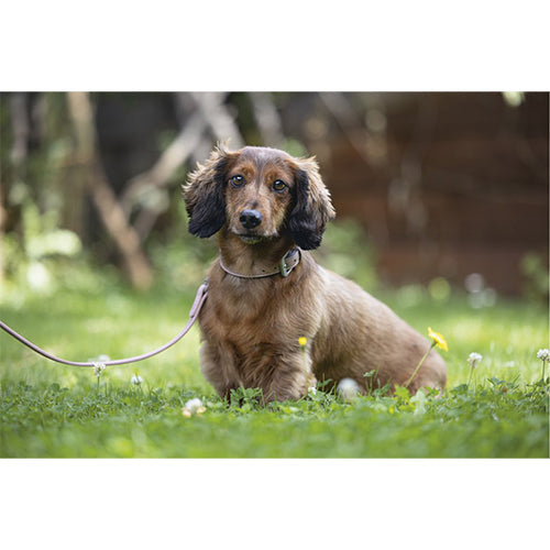 Beeztees Balacron Ax Kunstleren Hondenriem - Roze - 100 cm x 15 mm Classies