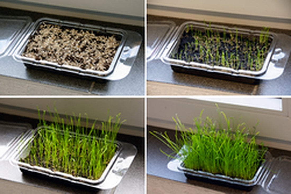 Karlie - Knaagdier Gras Vital - Biologisch - Kweekset Classies