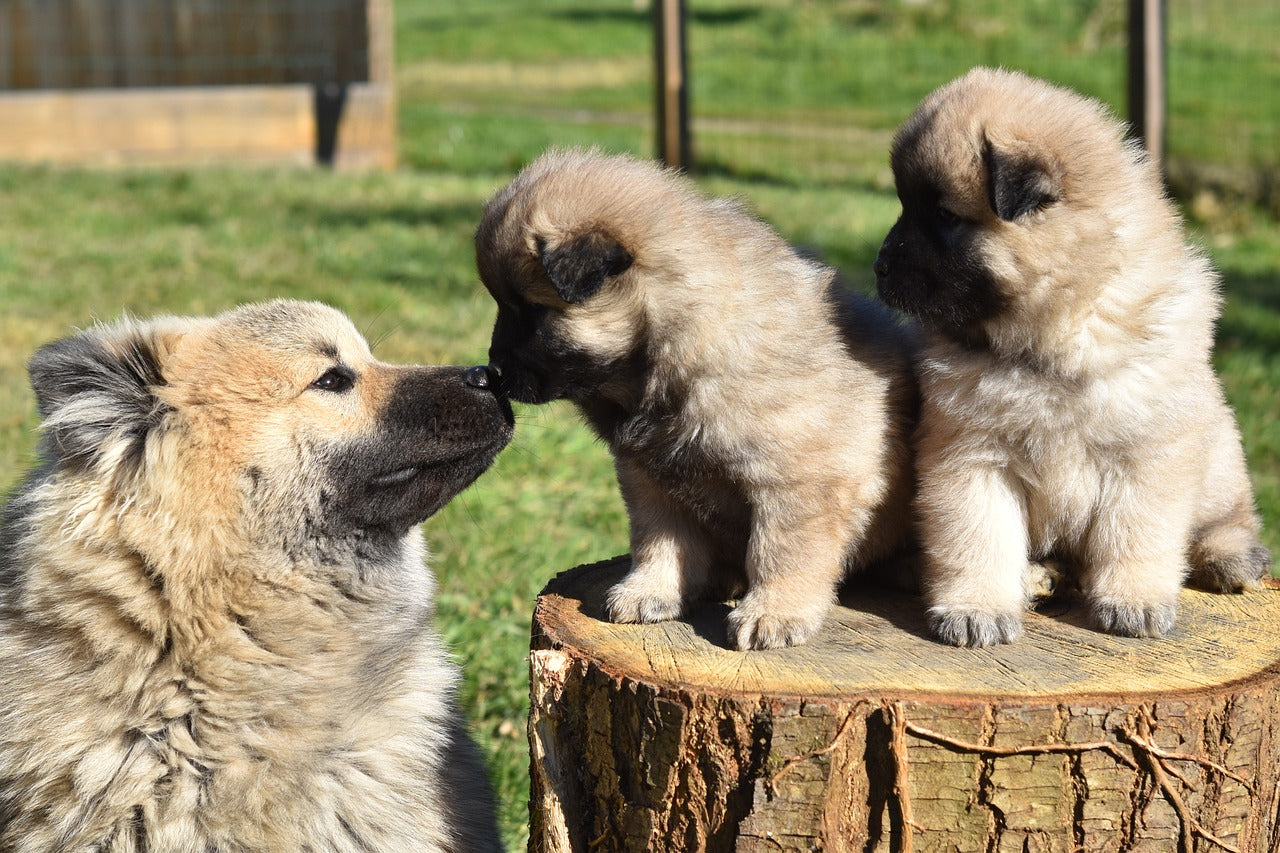 Wanneer worden de meeste puppys geboren?