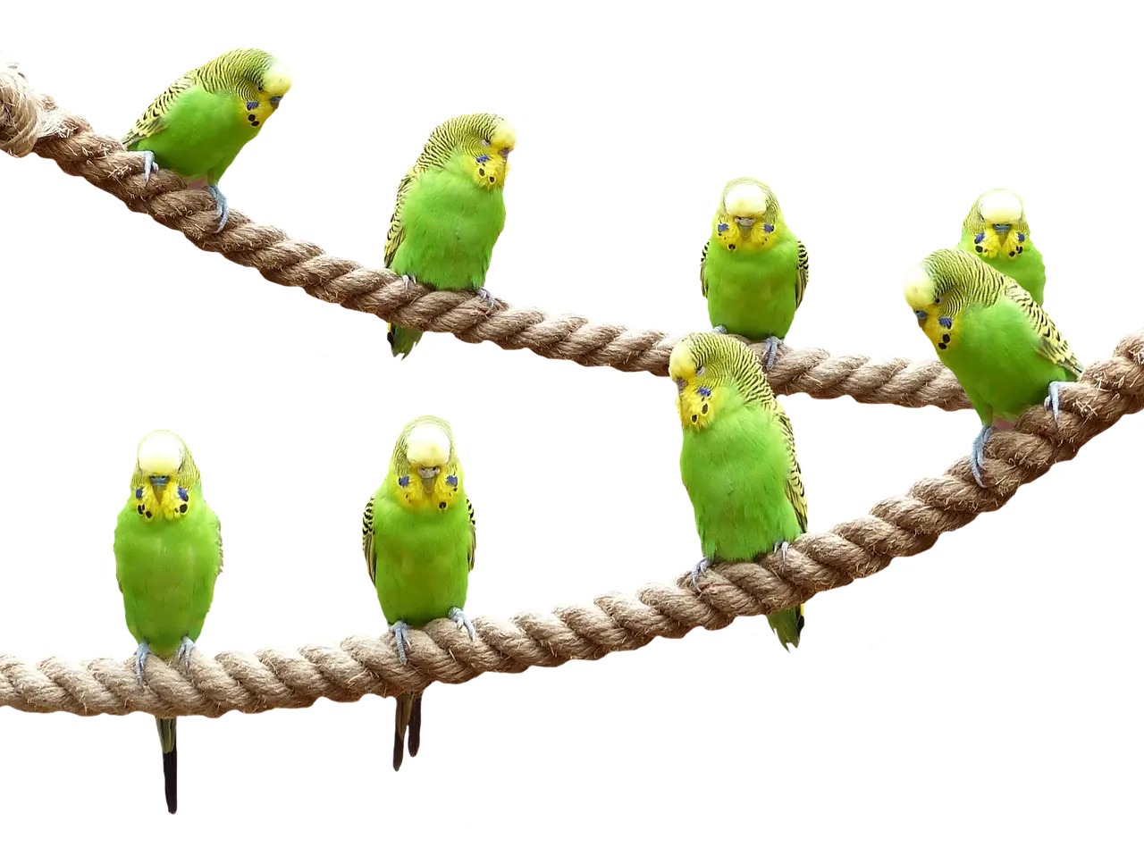 Ik wil graag een vogel houden binnen : waar moet ik op letten?