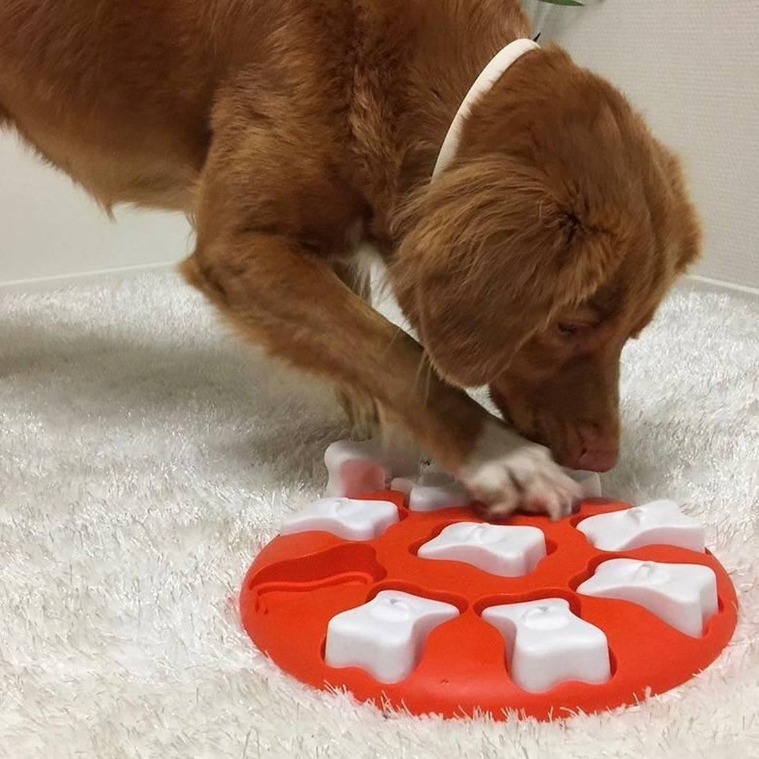NIna Ottoson intelligentiespeelgoed dog smart